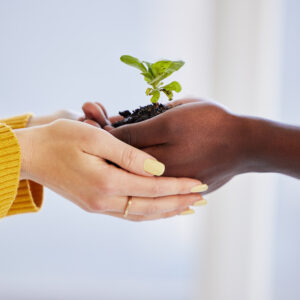 Two pairs of hands form together to hold a planted seed, showcasing the need to support each other and our earth with renewable energy.